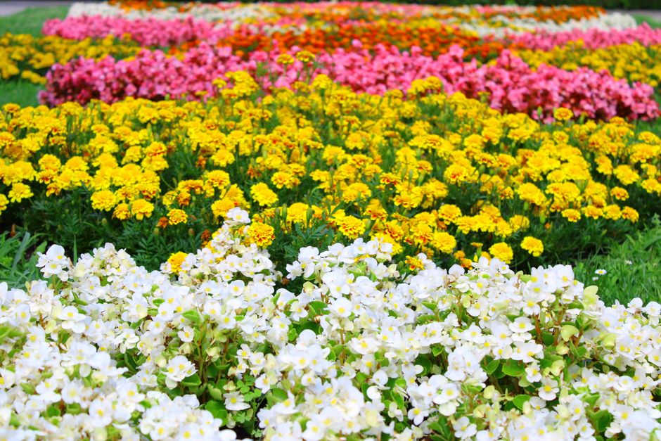 A vibrant flower bed featuring an array of flowering plants arranged in horizontal bands; in the foreground, there are clusters of white alyssum with small, delicate petals and bright green foliage. B